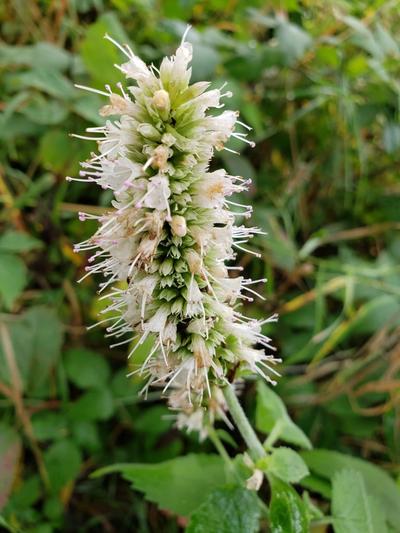 Close-up of Purple Giant Hyssop