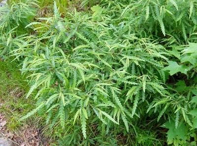 Close-up of Sweetfern