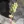 Close-up of Roundleaf Alumroot