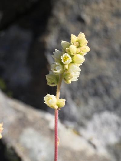 Close-up of Roundleaf Alumroot