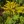 Close-up of Sweet Goldenrod