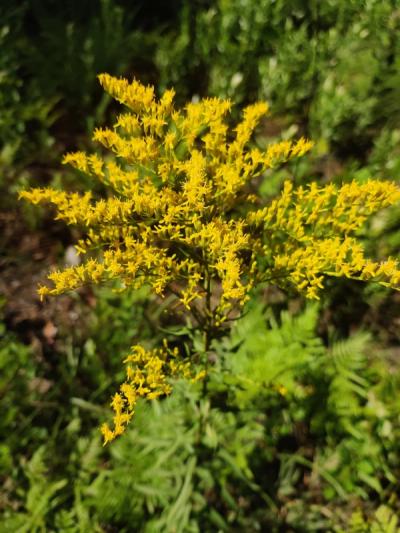 Close-up of Sweet Goldenrod