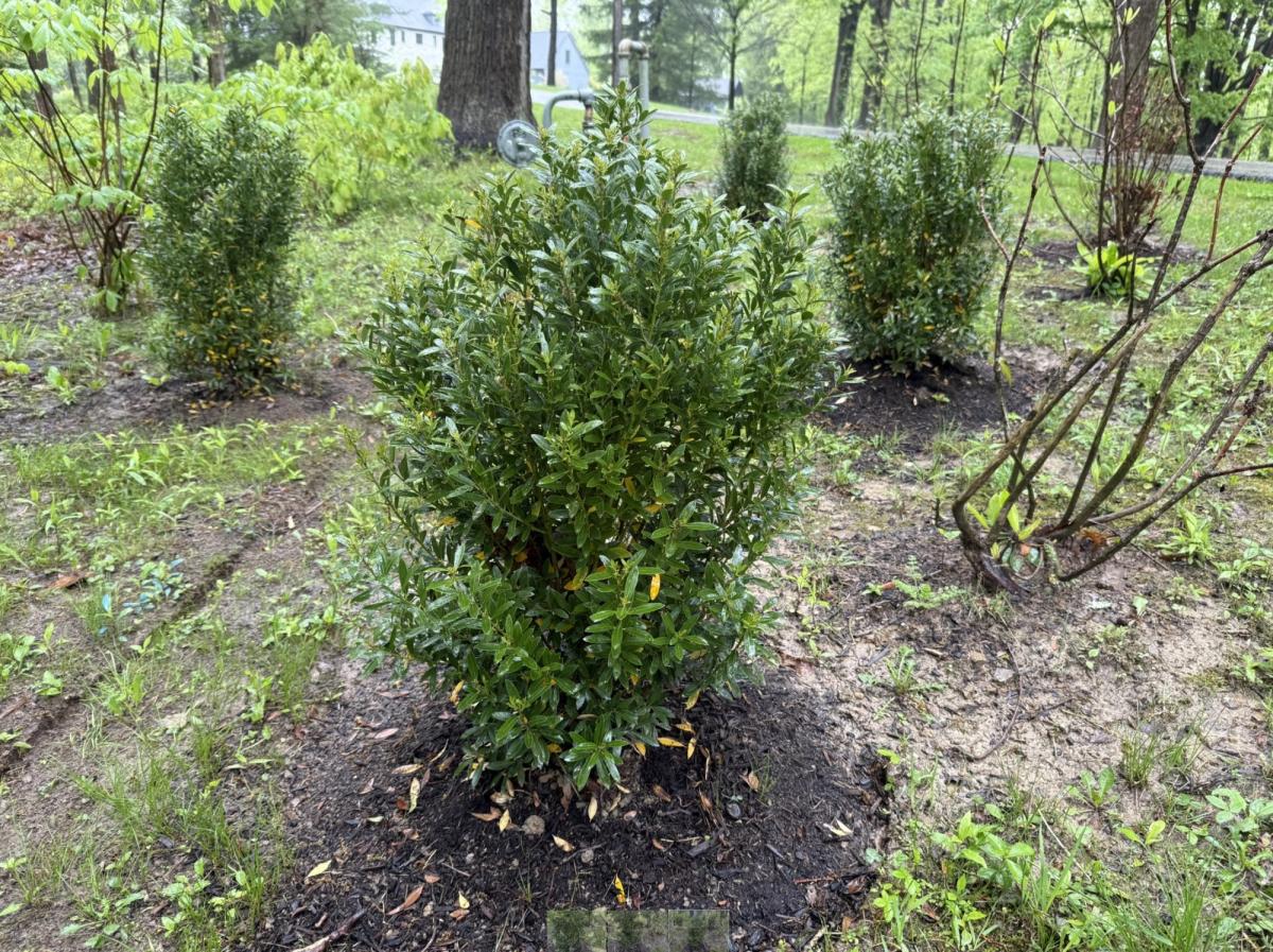 inkberry holly
