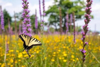 A swallowtail butterfly feeding on blazing star in a sunny field