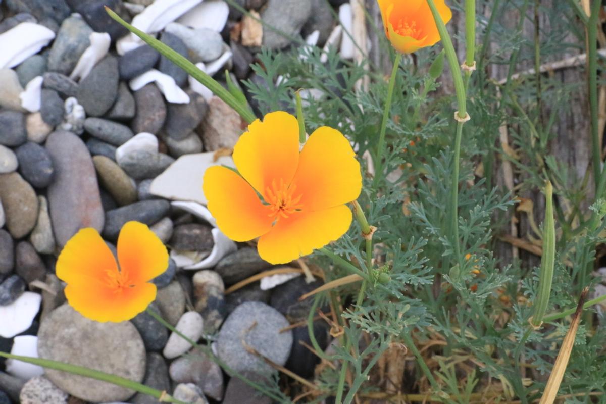 A young California poppy plant blooming in rocky, lean soil