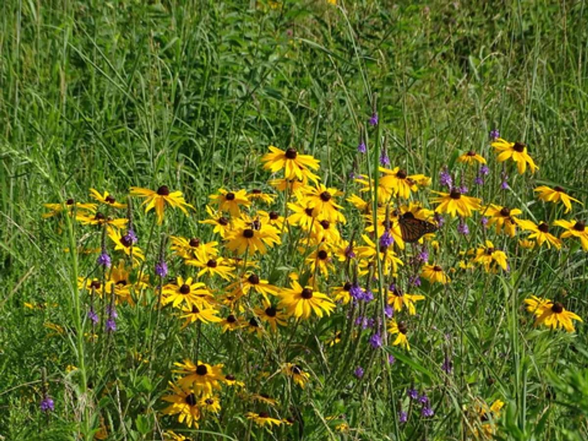 Black eyed susans in a field with butterflies