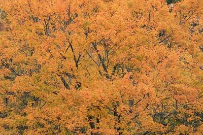 Close-up of Sugar Maple