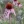 Close-up of Narrow-Leaved Coneflower