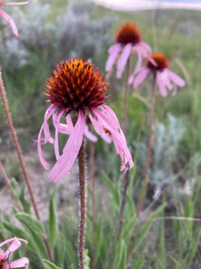 Close-up of Narrow-Leaved Coneflower