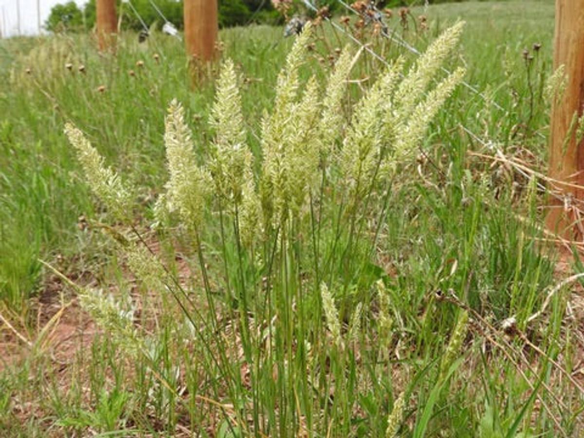 june grass with green foliage and light blooms in a field