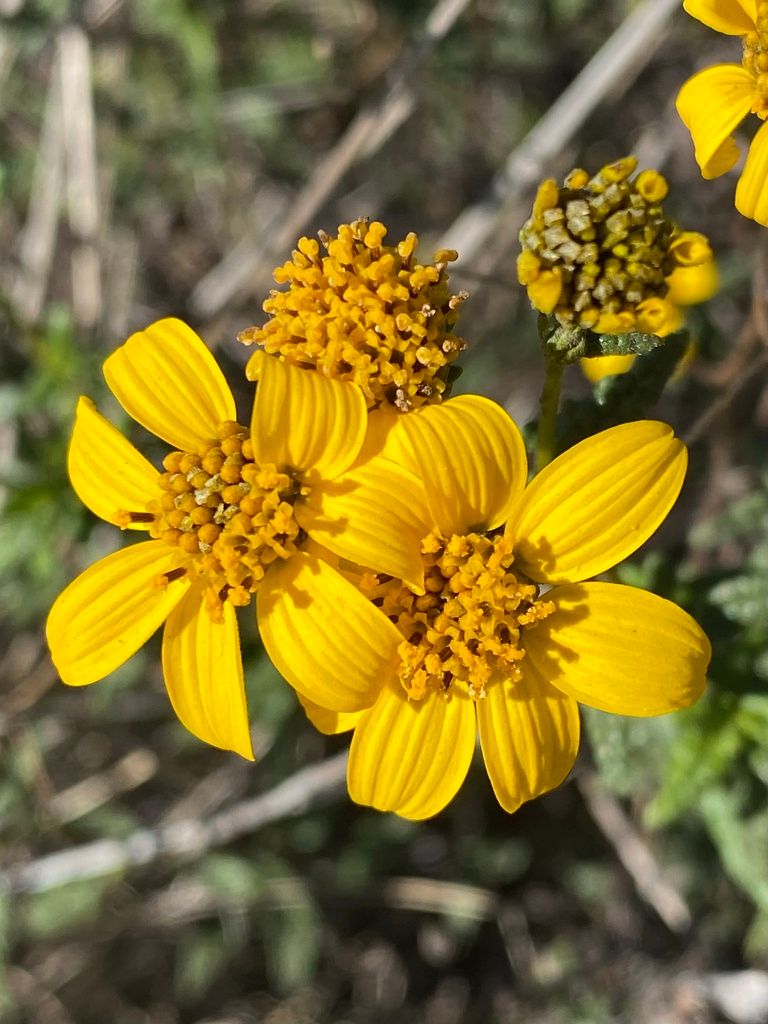 Close-up of San Diego Sunflower