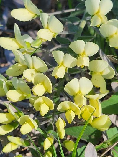Close-up of Cream Wild Indigo