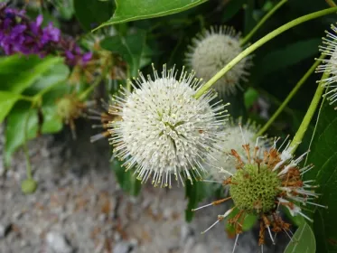 Buttonbush flower clusters amongst soil and leaves