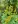 Close-up of Zigzag Goldenrod