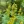 Close-up of Zigzag Goldenrod