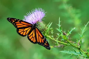 a monarch butterfly on a thistle
