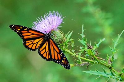 a monarch butterfly on a thistle