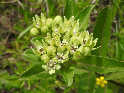 Close-up of Spider Milkweed