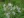 Close-up of Swamp Aster