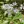 Close-up of Heart Leaved Aster