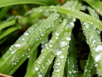 fresh dewdrops glistening on vibrant green leaves in a garden setting