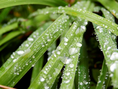 fresh dewdrops glistening on vibrant green leaves in a garden setting