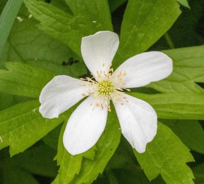 Close-up of Meadow Anemone
