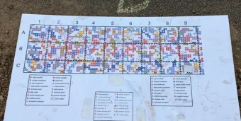 A gridded planting map of many colored dots