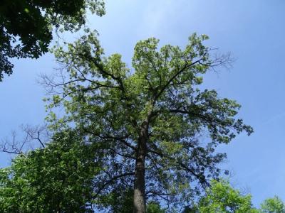 Close-up of Eastern Black Oak