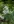 Close-up of White Snakeroot