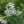 Close-up of White Snakeroot