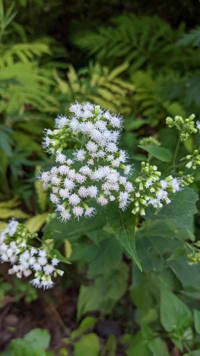 Close-up of White Snakeroot