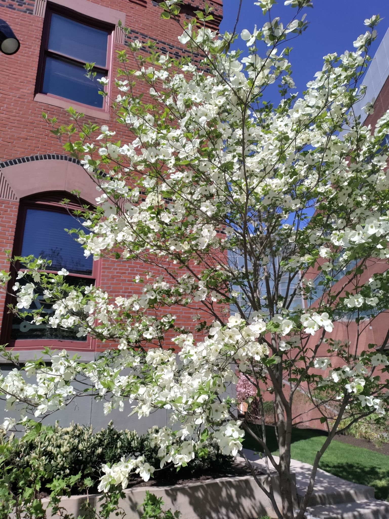 Close-up of Flowering Dogwood