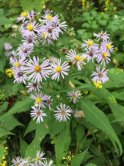 Close-up of Crooked Stem Aster