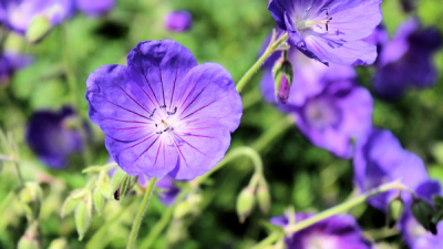 Wild Geranium