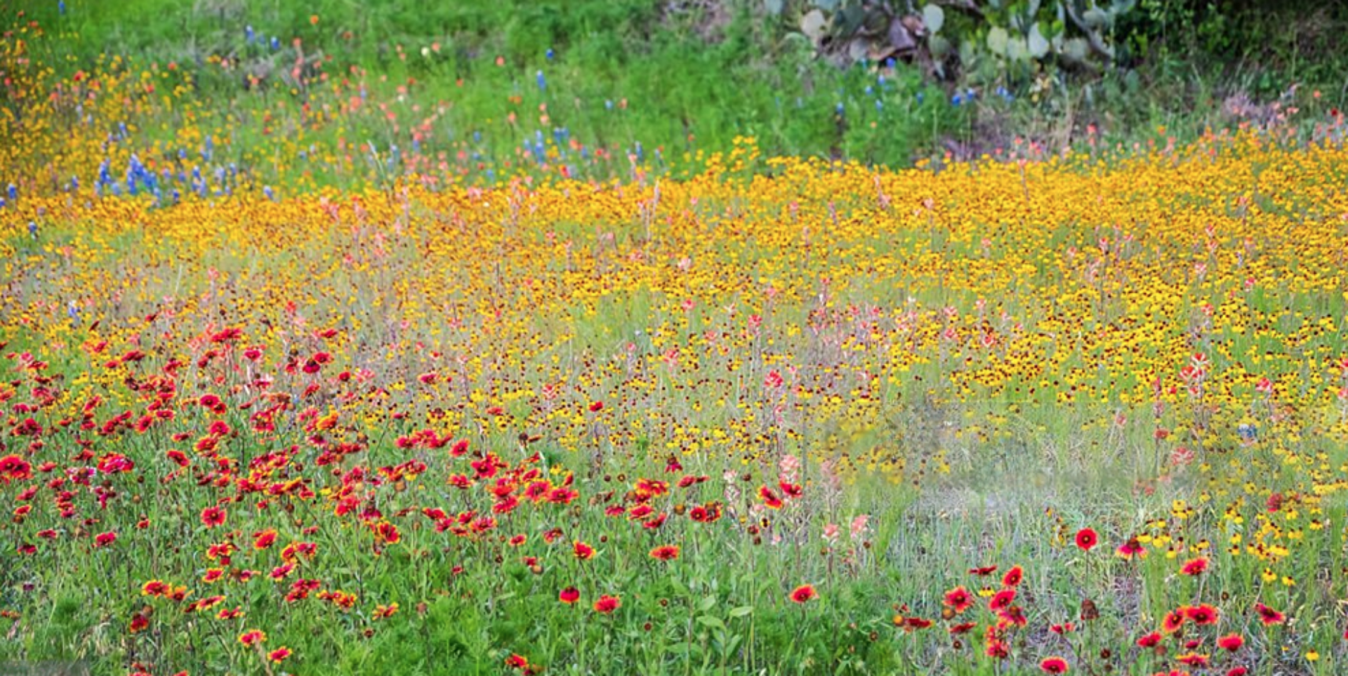 Full sun Texas native plants providing flowers from early spring through fall.