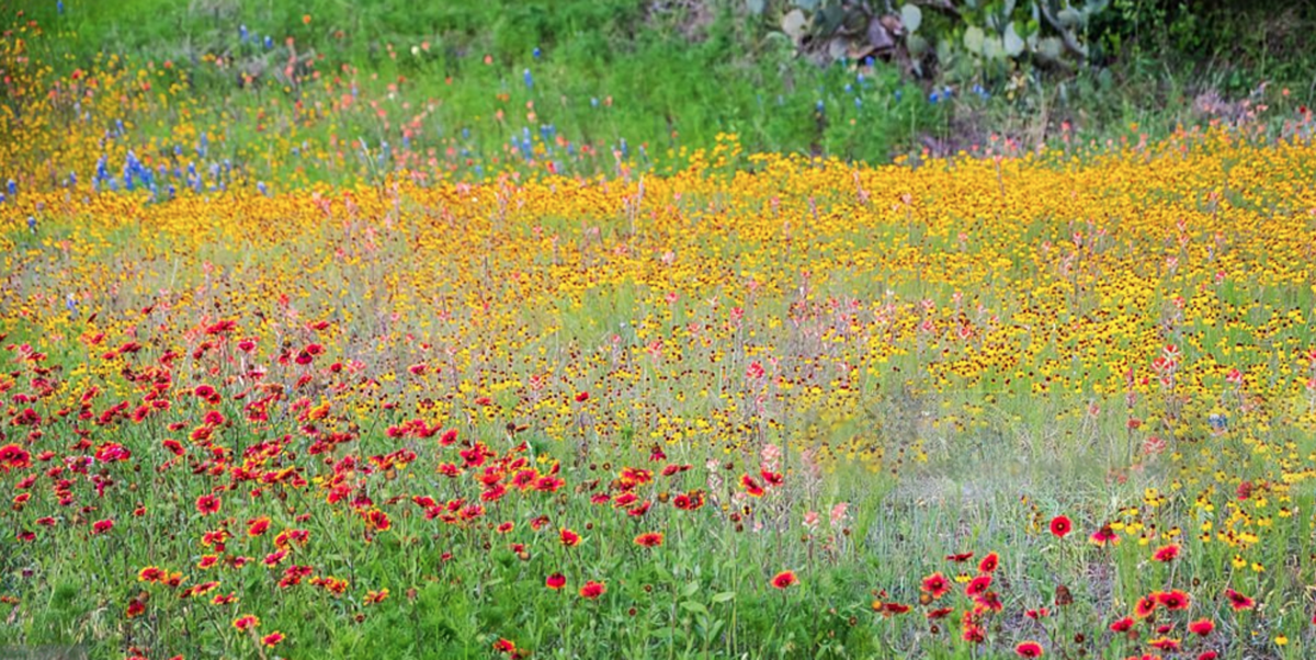 Full sun Texas native plants providing flowers from early spring through fall.