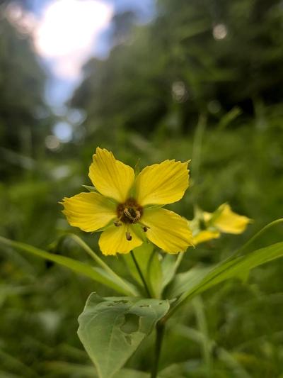 Close-up of Fringed Loosestrife