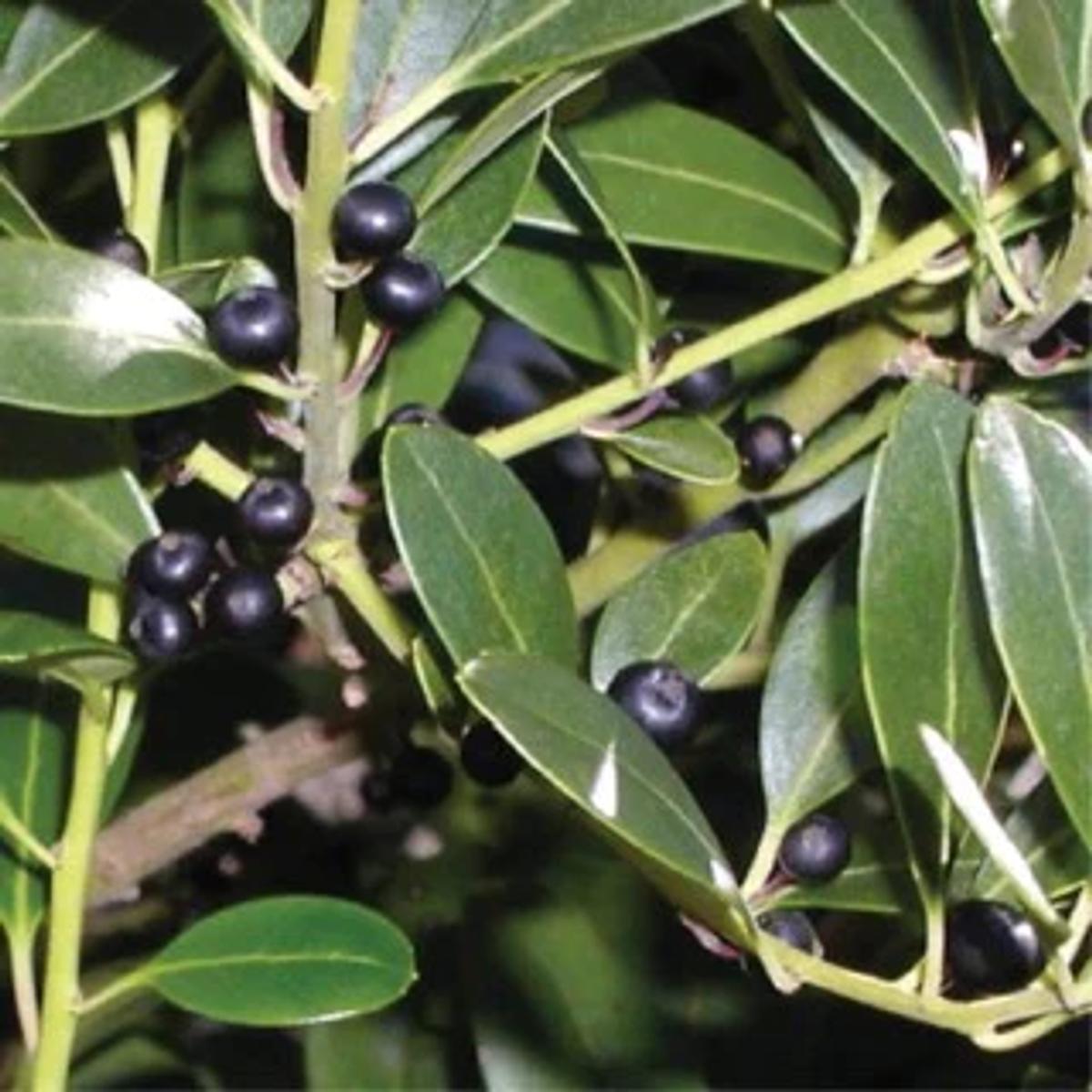 inkberry holly