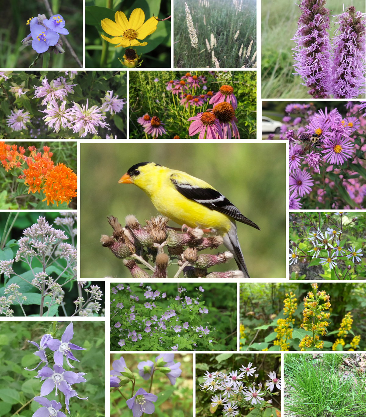 Garden Designers