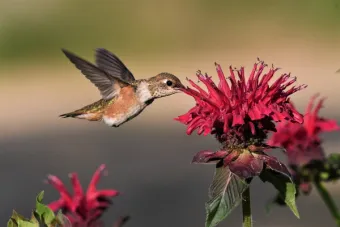 a hummingbird feeding from a scarlet beebalm