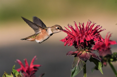a hummingbird feeding from a scarlet beebalm