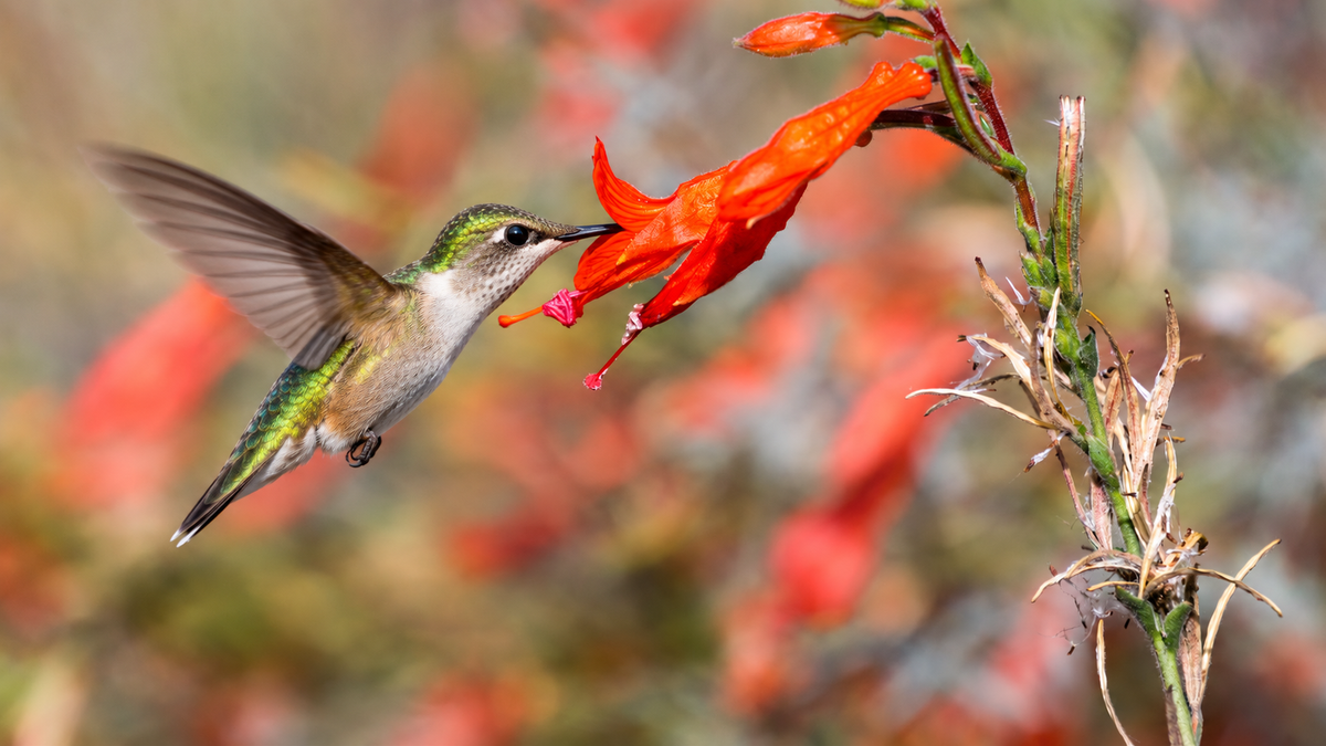 Hummingbird feeding on red California fuchsia flowers