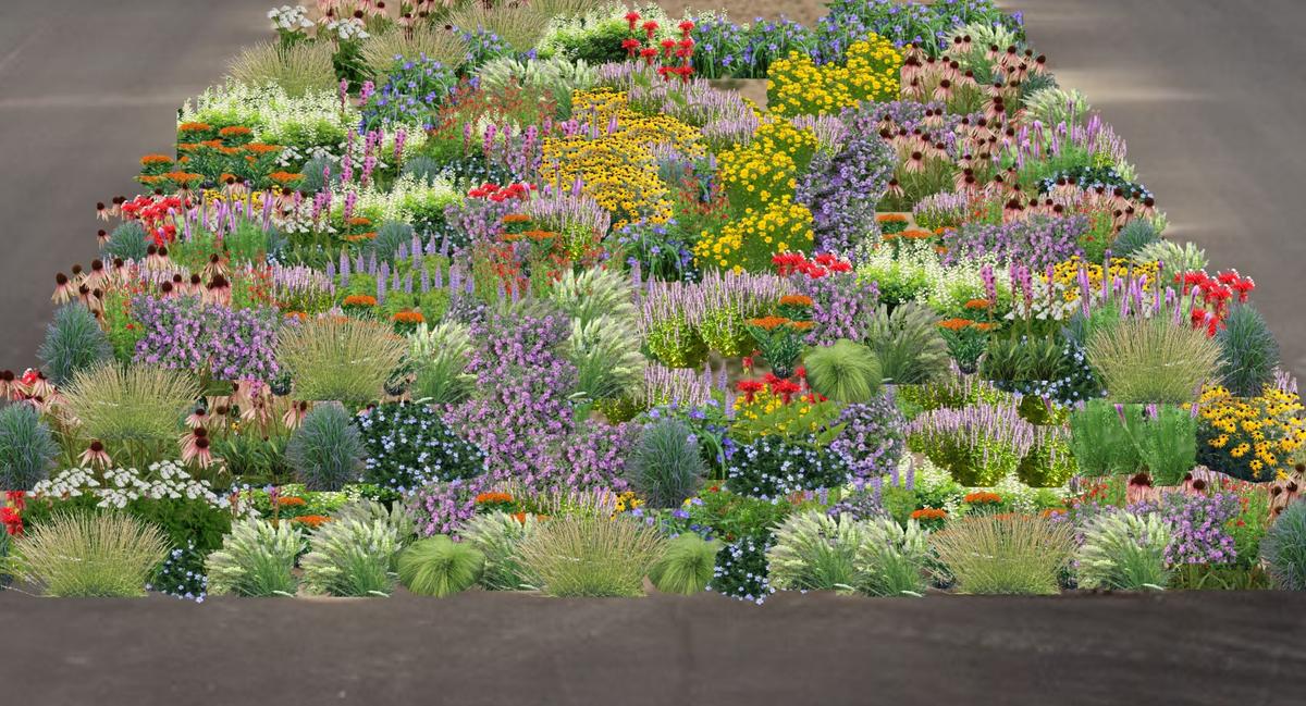 Many fully grown colorful wildflowers and grasses