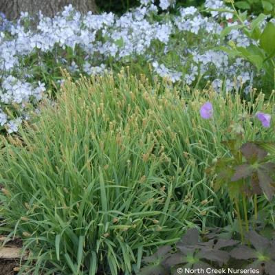 Close-up of Bunny Blue® Spreading Sedge