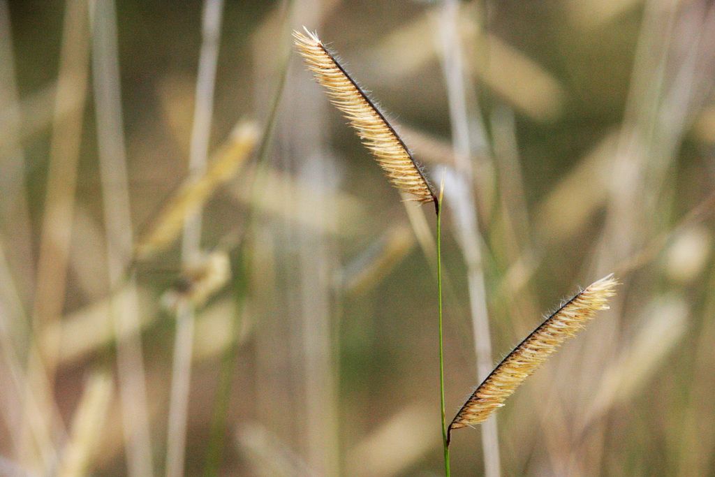 Close-up of Blue Grama