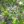 Close-up of Big-Leaved Aster