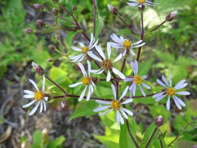 Close-up of Big-Leaved Aster