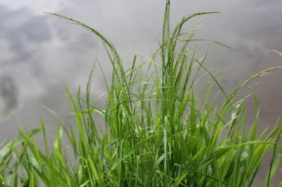 Close-up of Fowl Bluegrass