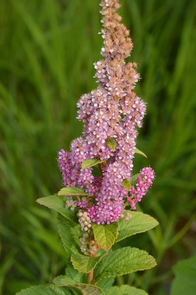 Close-up of Steeplebush
